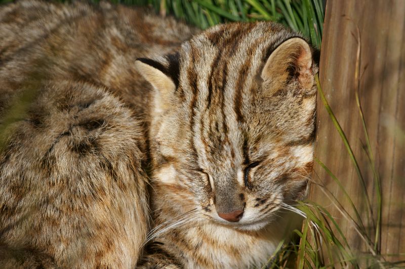 Mèo báo Tsushimayama